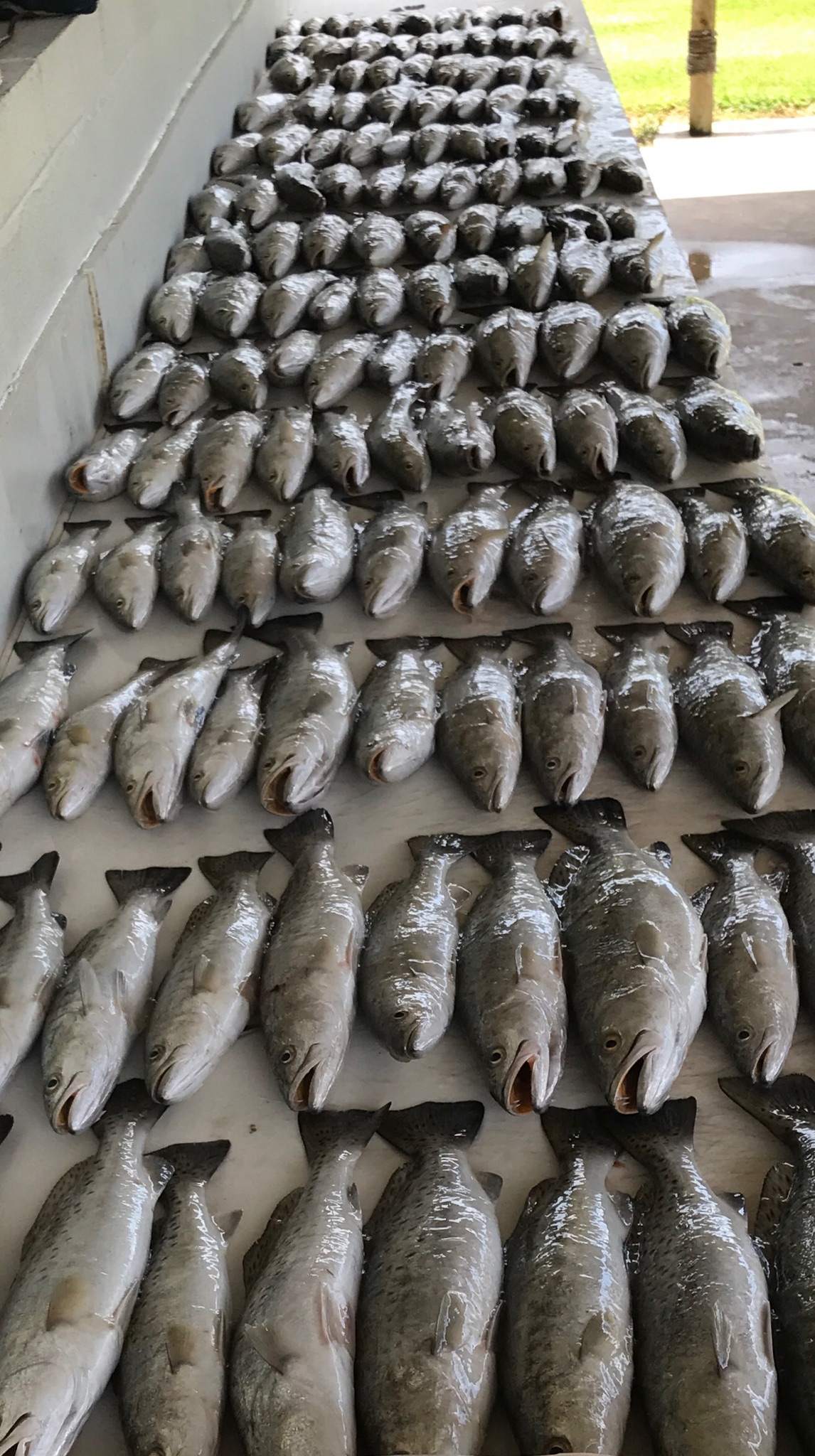 Paradise Plus Guide Service • 5046284526